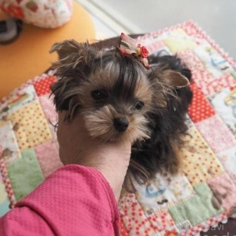 販売中の奈良県のヨークシャーテリア-427043の3枚目