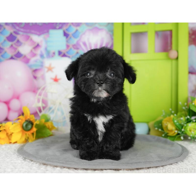 販売中の茨城県のチワプー:チワワ×トイプードル-427050の3枚目