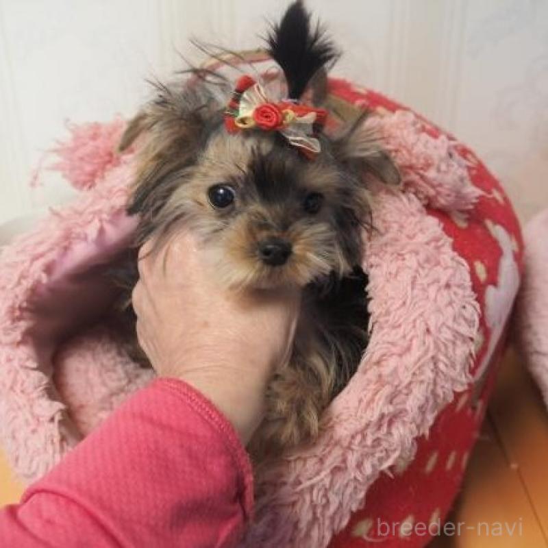 販売中の奈良県のヨークシャーテリア-427043の2枚目