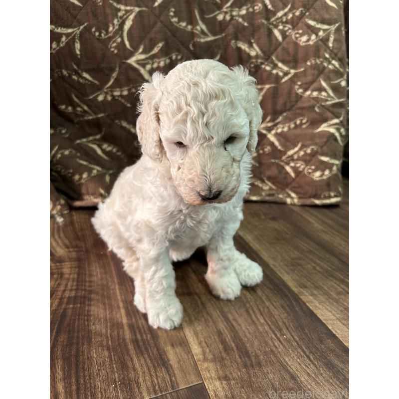 販売中の鹿児島県のスタンダードプードル-427053の4枚目