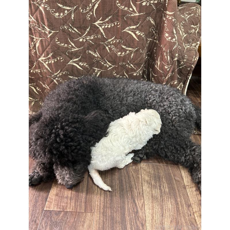 販売中の鹿児島県のスタンダードプードル-427053の3枚目