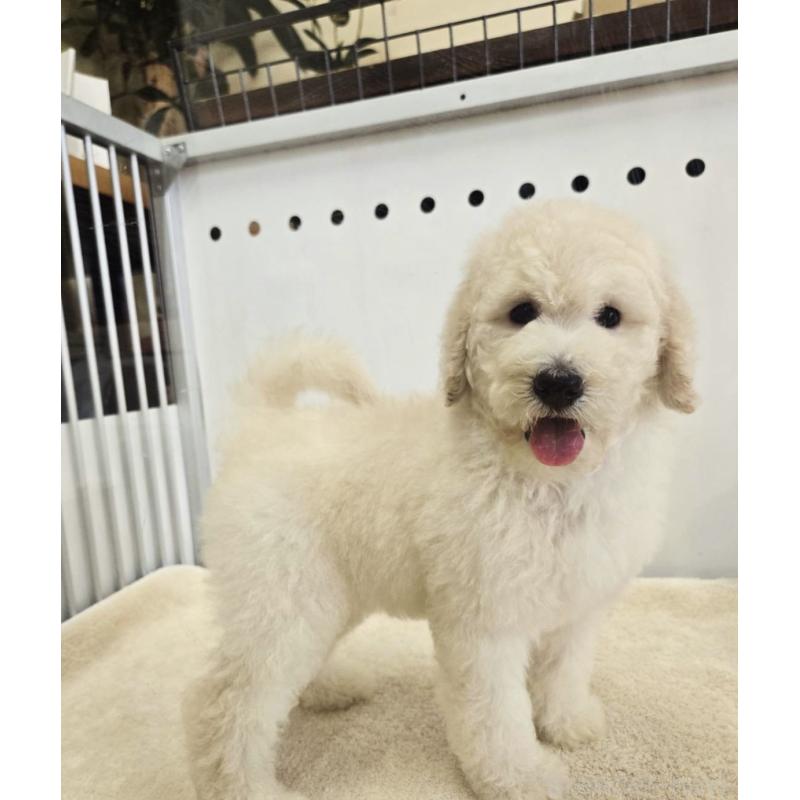 販売中の鹿児島県のスタンダードプードル-427053の2枚目