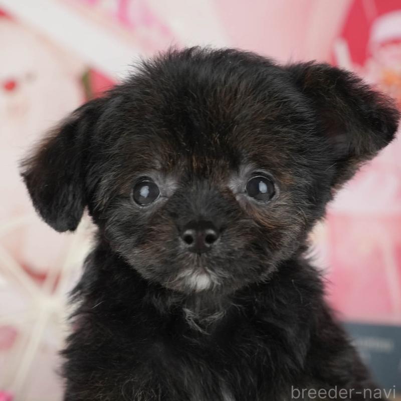 販売中の茨城県のチワプー:チワワ×トイプードル-427047