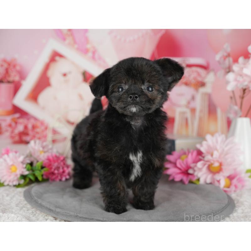 販売中の茨城県のチワプー:チワワ×トイプードル-427047の7枚目