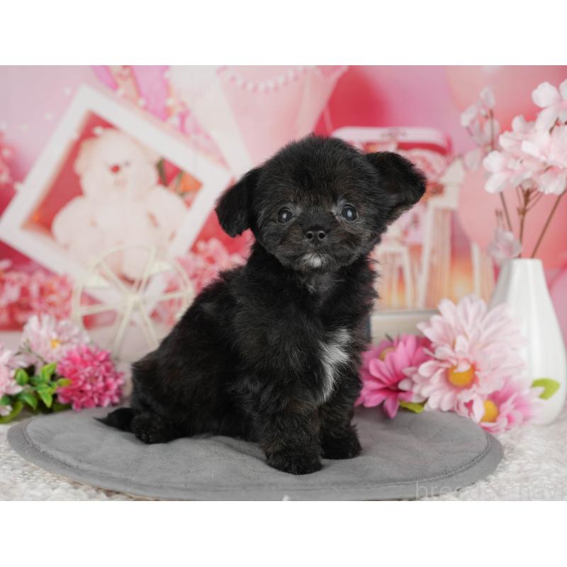 販売中の茨城県のチワプー:チワワ×トイプードル-427047の5枚目