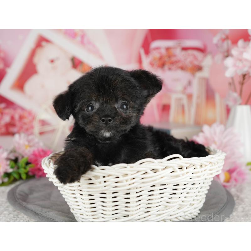 販売中の茨城県のチワプー:チワワ×トイプードル-427047の3枚目