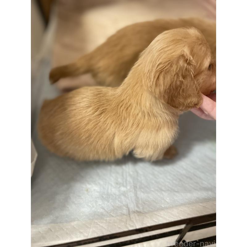 販売中の千葉県のミニチュアダックスフンド(ロングヘアード)-427051の3枚目