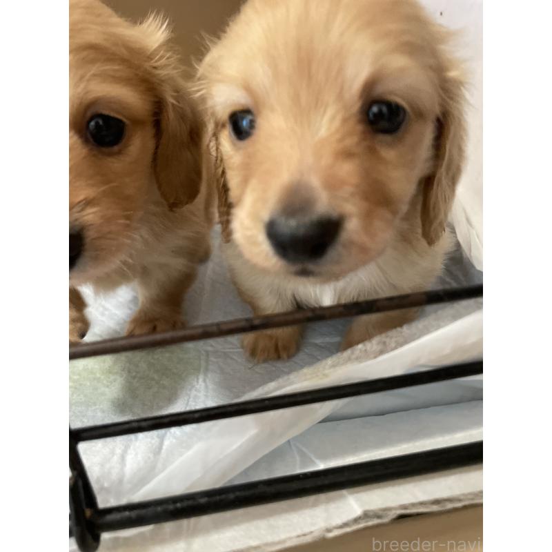 販売中の千葉県のミニチュアダックスフンド(ロングヘアード)-427051の2枚目