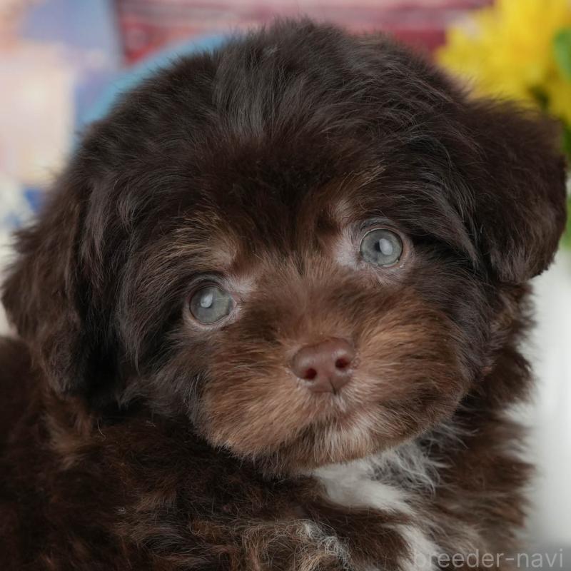 販売中の茨城県のチワプー:チワワ×トイプードル-427049の8枚目