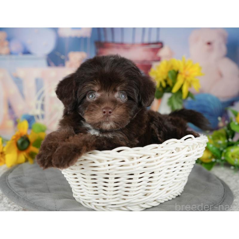 販売中の茨城県のチワプー:チワワ×トイプードル-427049の7枚目