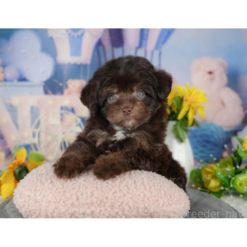 販売中の茨城県のチワプー:チワワ×トイプードル-427049の6枚目