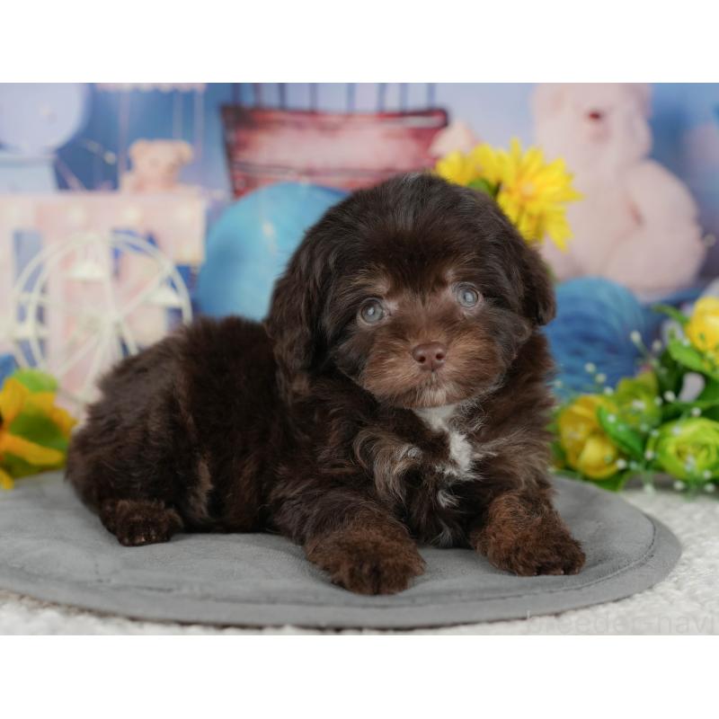 販売中の茨城県のチワプー:チワワ×トイプードル-427049の4枚目