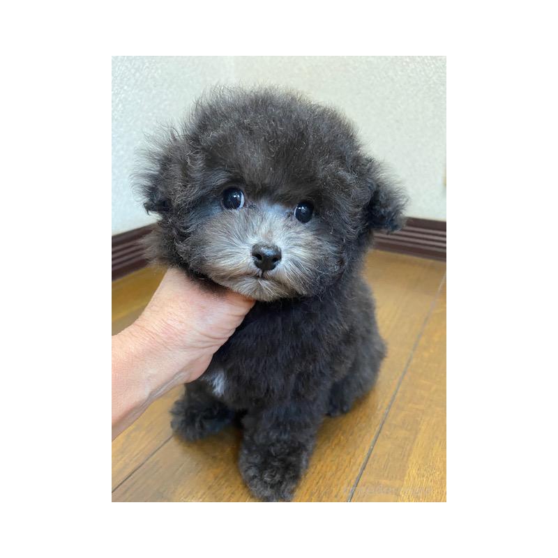 販売中の大阪府のタイニープードル-420294の6枚目