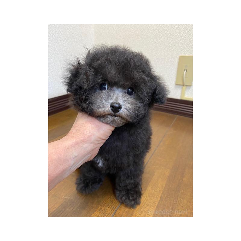 販売中の大阪府のタイニープードル-420294の5枚目