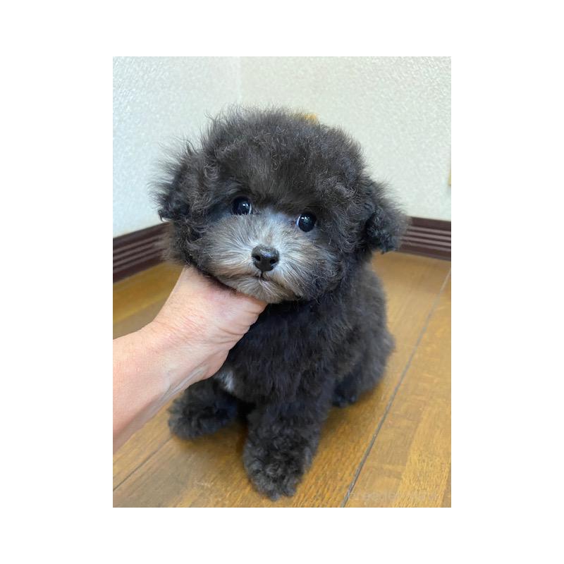 販売中の大阪府のタイニープードル-420294の4枚目