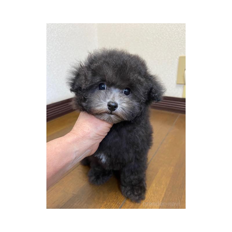 販売中の大阪府のタイニープードル-420294の3枚目