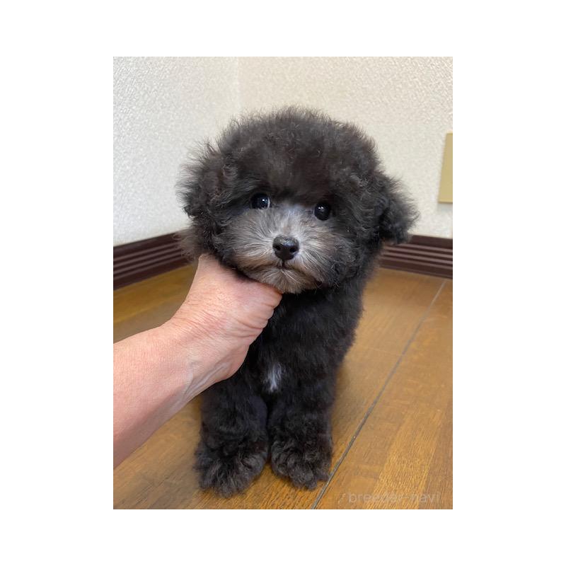 販売中の大阪府のタイニープードル-420294の2枚目