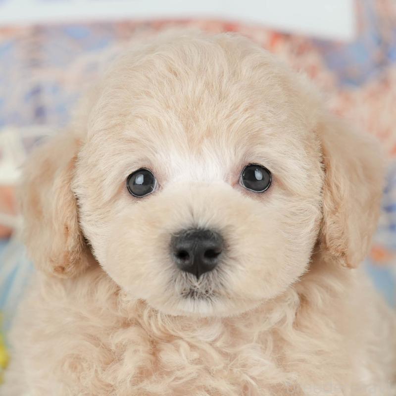 販売中ののトイプードル-427054