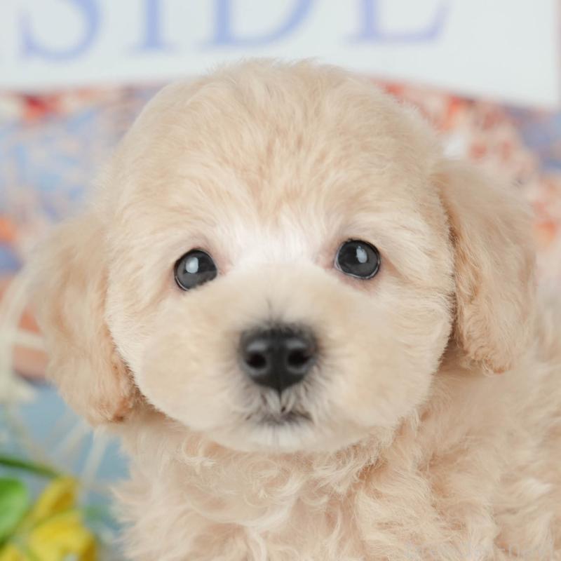 販売中の茨城県のトイプードル-427054の8枚目