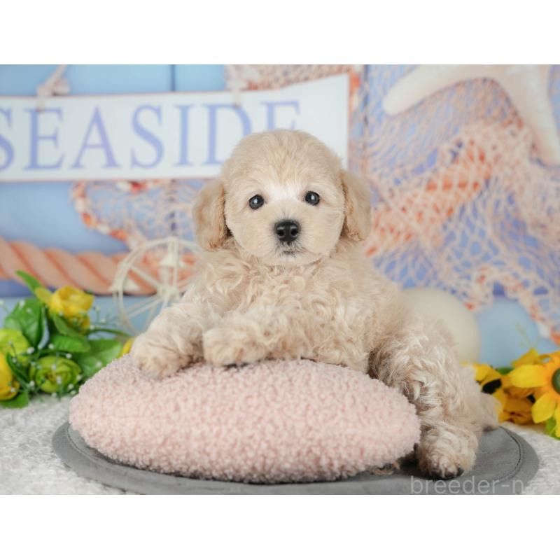 販売中の茨城県のトイプードル-427054の7枚目