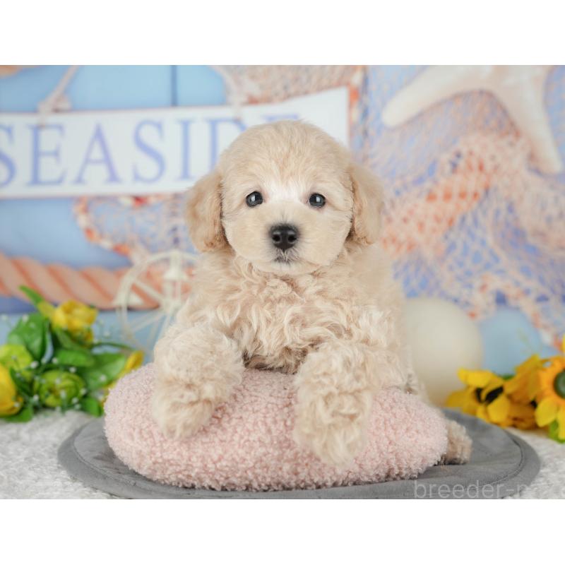 販売中の茨城県のトイプードル-427054の5枚目