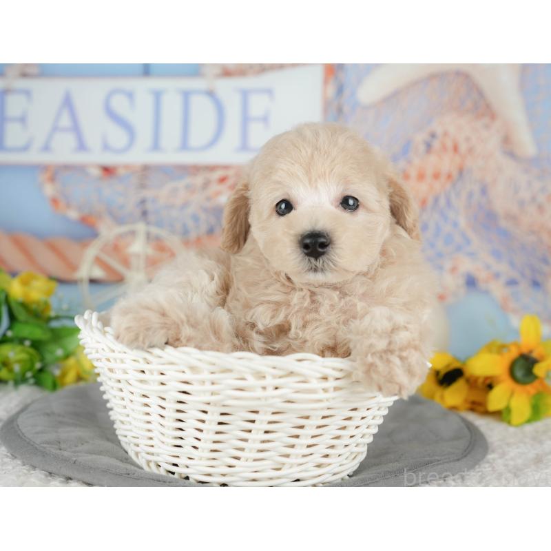 販売中の茨城県のトイプードル-427054の4枚目