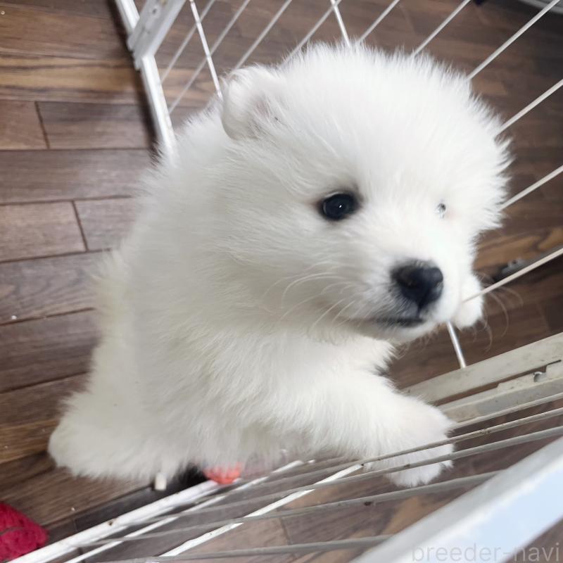 販売中の東京都のサモエド-426589の7枚目