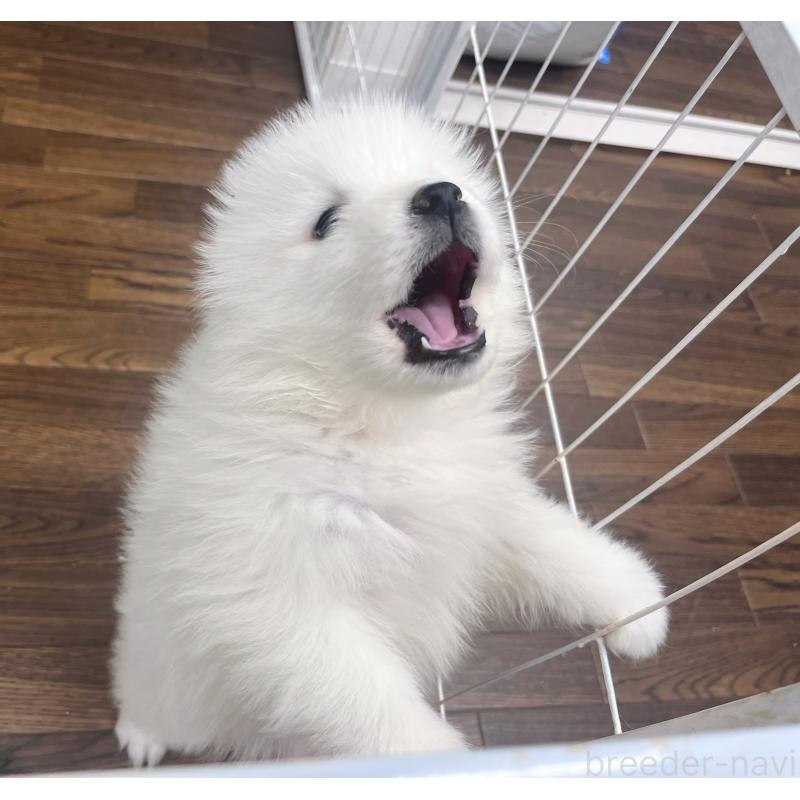 販売中の東京都のサモエド-426589の6枚目