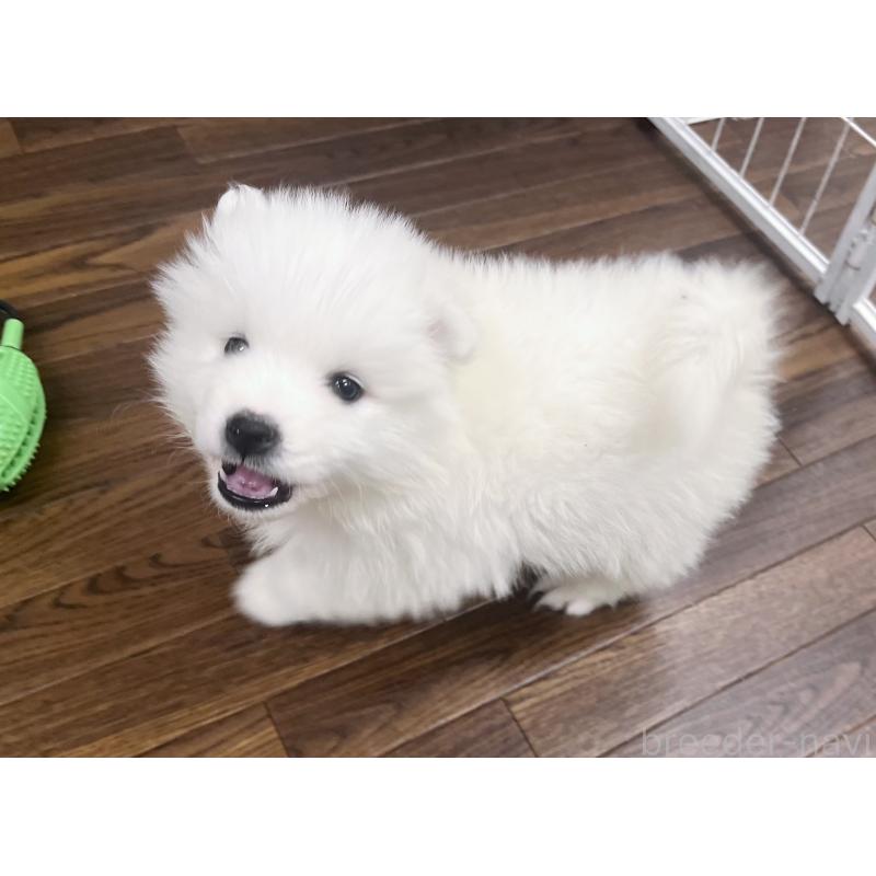 販売中の東京都のサモエド-426589の5枚目