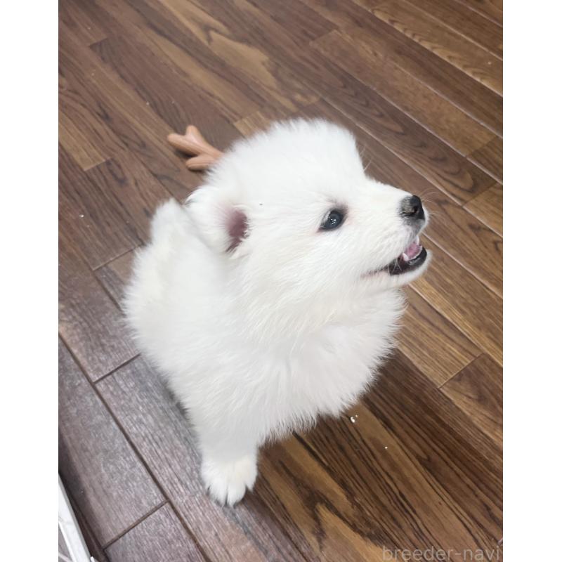 販売中の東京都のサモエド-426589の3枚目