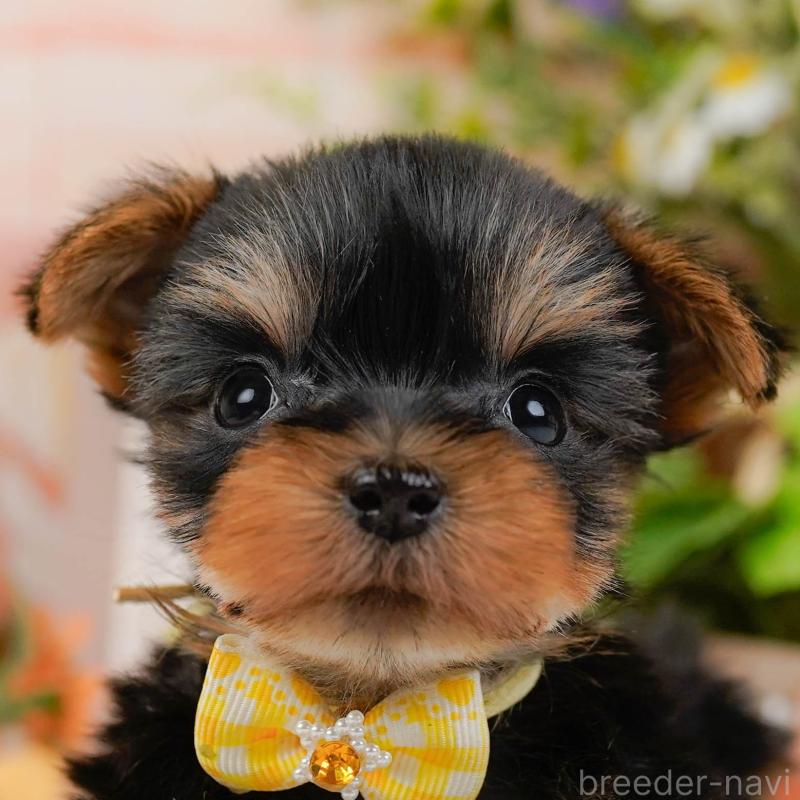 販売中の神奈川県のヨークシャーテリア-427056の1枚目