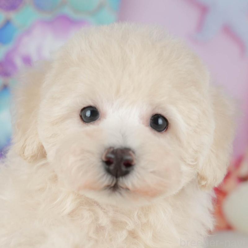 販売中ののトイプードル-427057