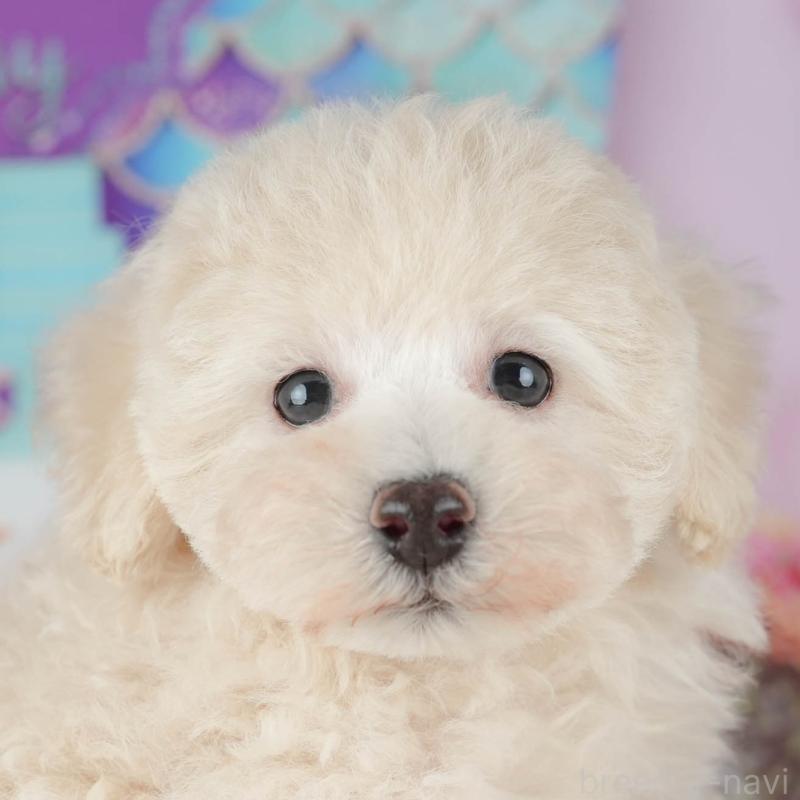 販売中の茨城県のトイプードル-427057の8枚目