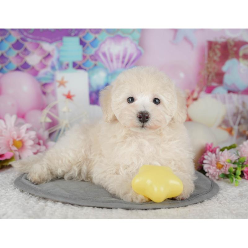 販売中の茨城県のトイプードル-427057の7枚目