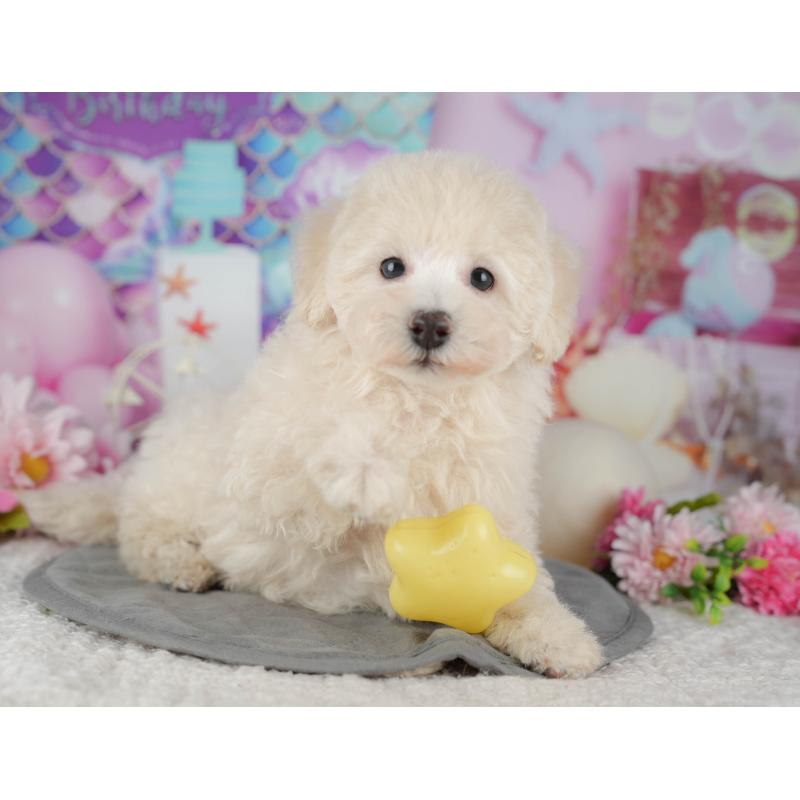 販売中の茨城県のトイプードル-427057の5枚目