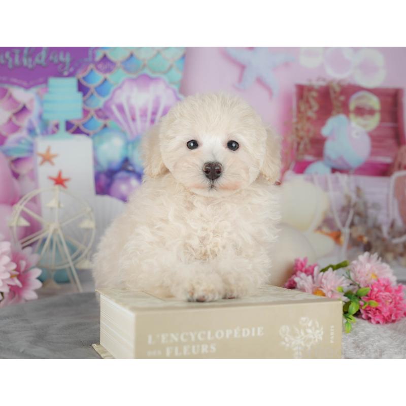 販売中の茨城県のトイプードル-427057の4枚目