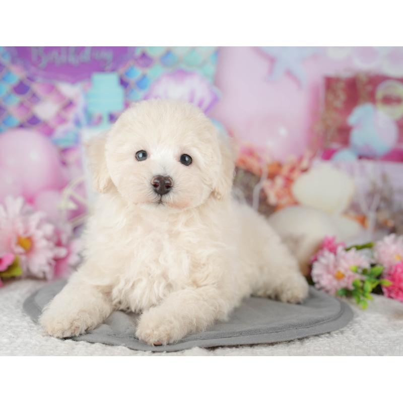 販売中の茨城県のトイプードル-427057の3枚目