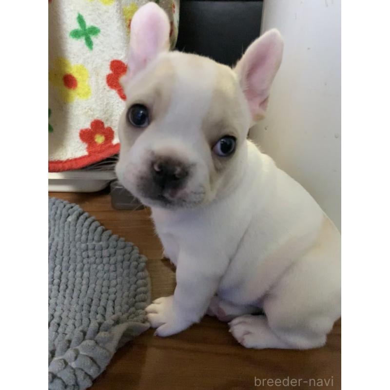 販売中の栃木県のフレンチブルドッグ-423988の3枚目