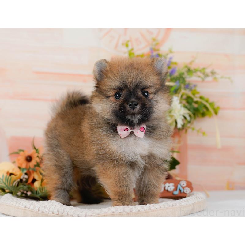 販売中の神奈川県のポメラニアン-427059の9枚目