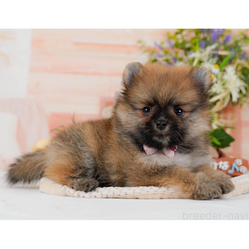 販売中の神奈川県のポメラニアン-427059の8枚目