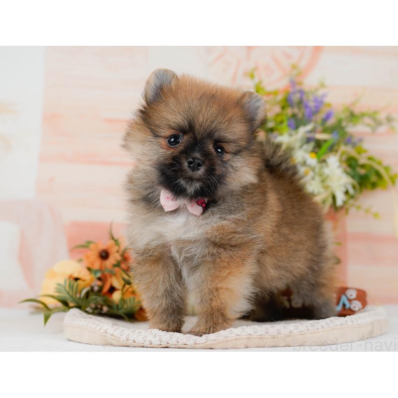 販売中の神奈川県のポメラニアン-427059の7枚目