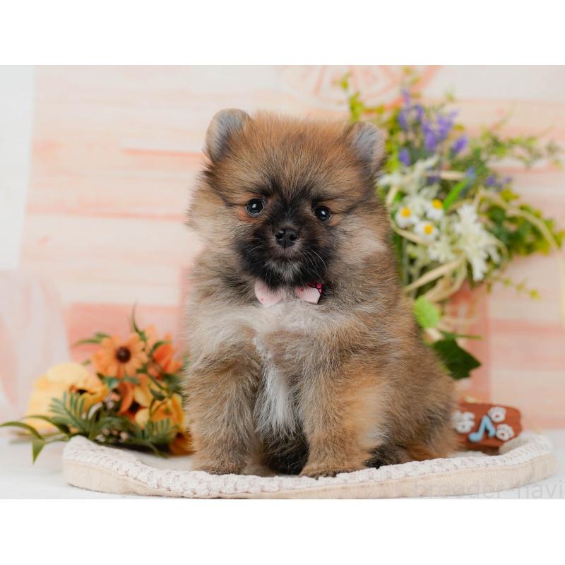 販売中の神奈川県のポメラニアン-427059の6枚目