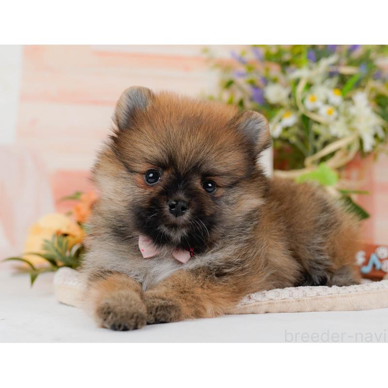 販売中の神奈川県のポメラニアン-427059の5枚目