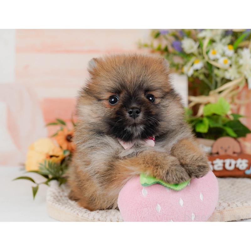 販売中の神奈川県のポメラニアン-427059の4枚目