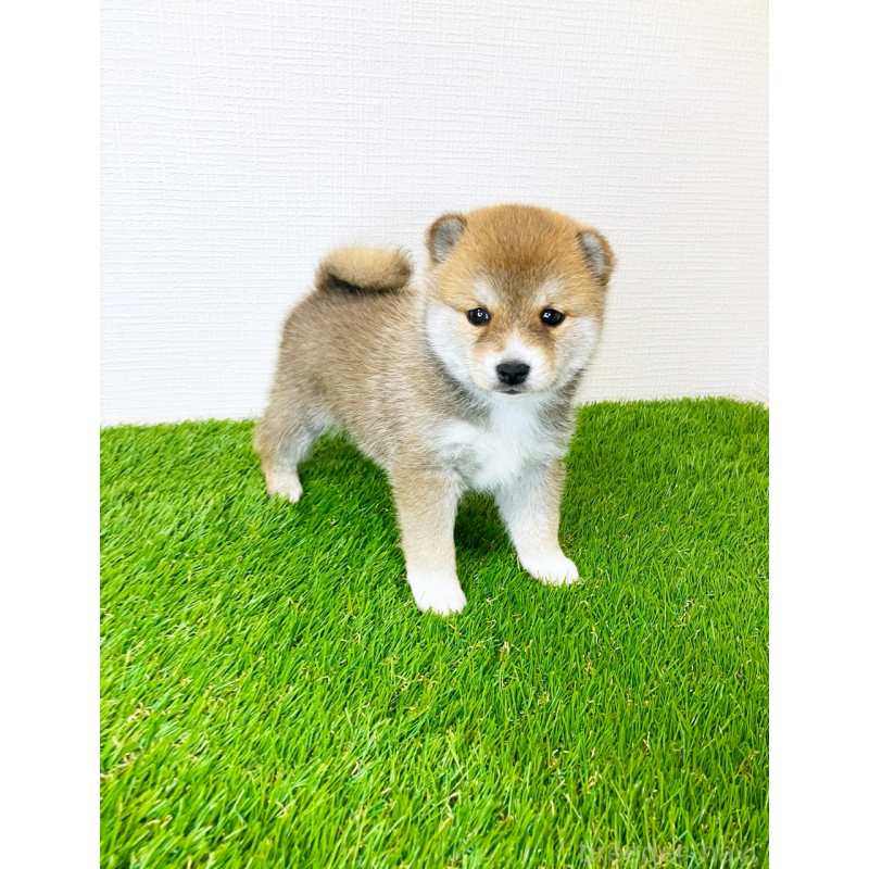 販売中の広島県の豆柴-427058の8枚目