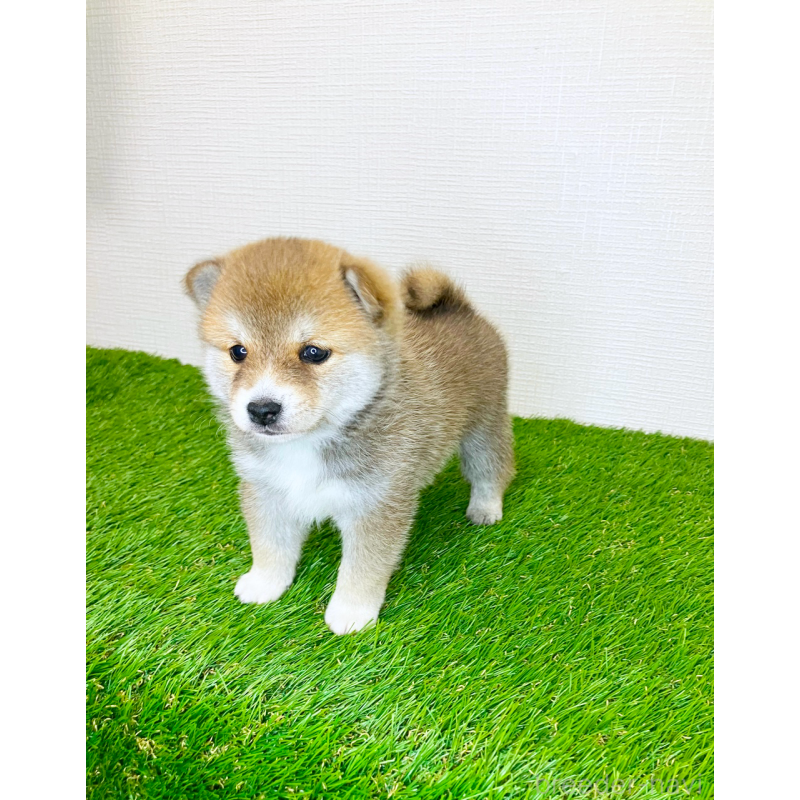 販売中の広島県の豆柴-427058の7枚目