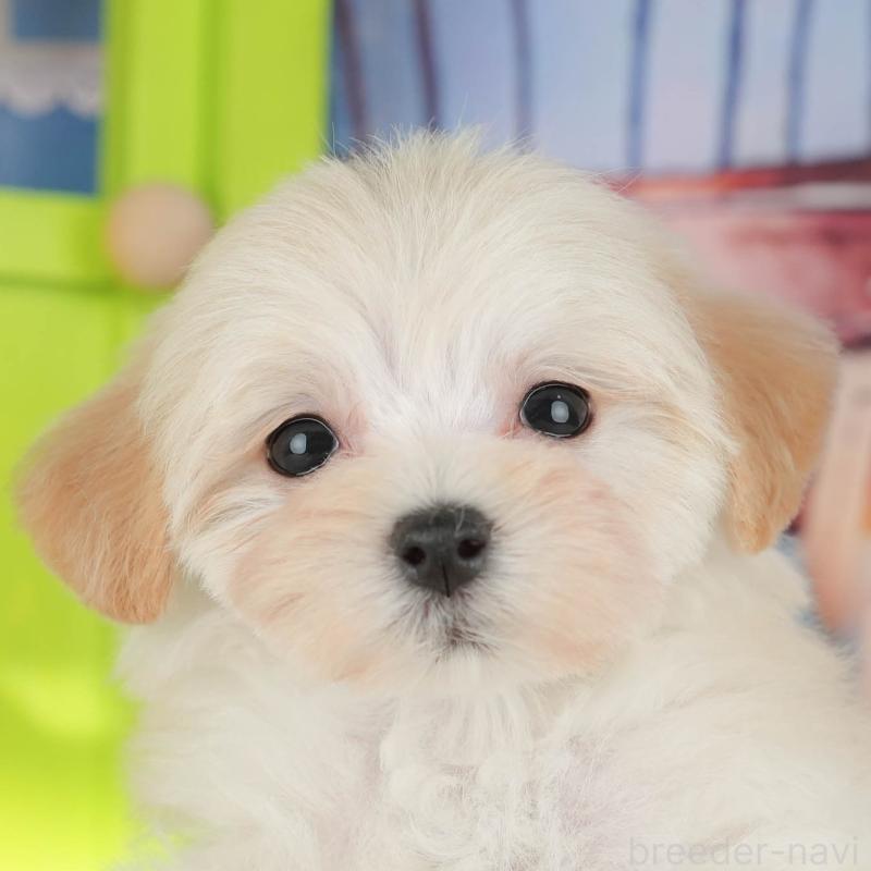 販売中ののマルプー:マルチーズ×トイプードル-427062