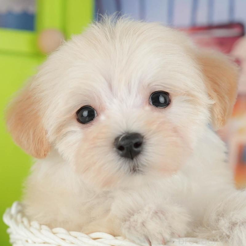 販売中の茨城県のマルプー:マルチーズ×トイプードル-427062の8枚目