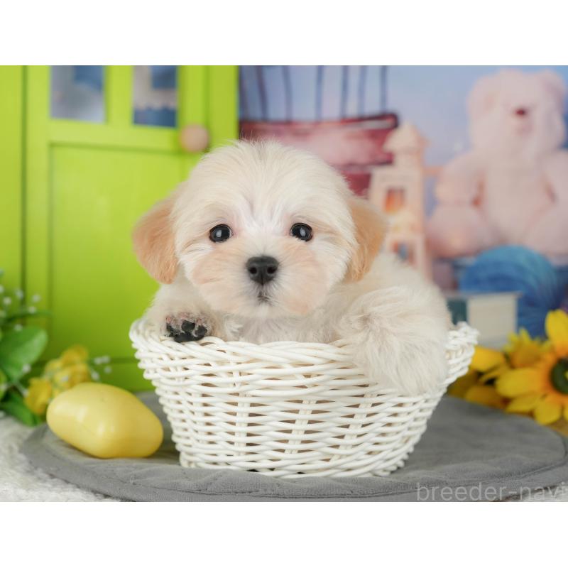 販売中の茨城県のマルプー:マルチーズ×トイプードル-427062の7枚目