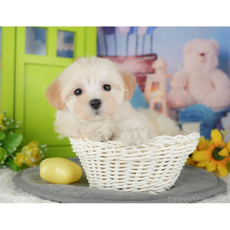 販売中の茨城県のマルプー:マルチーズ×トイプードル-427062の6枚目